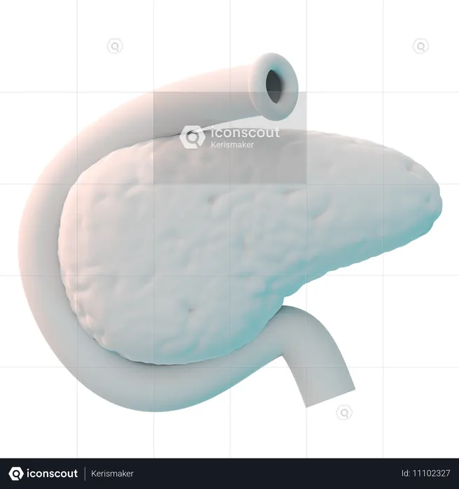 Pancreas  3D Icon