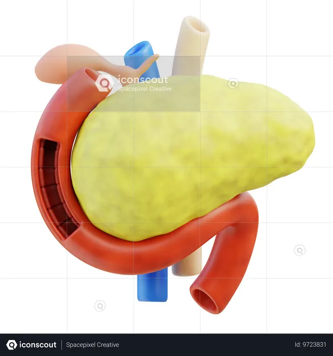 Pancreas  3D Icon