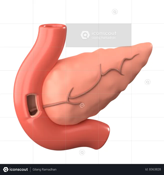 Pancreas  3D Icon