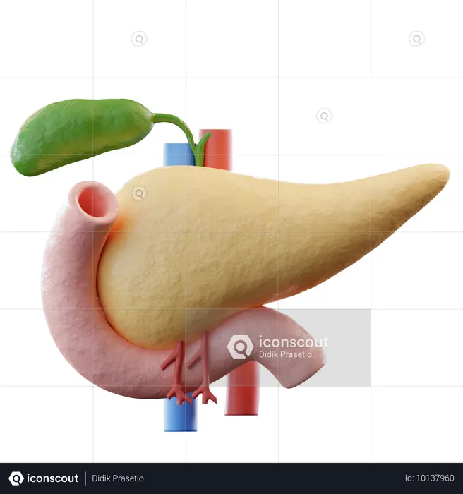 Pancreas  3D Icon