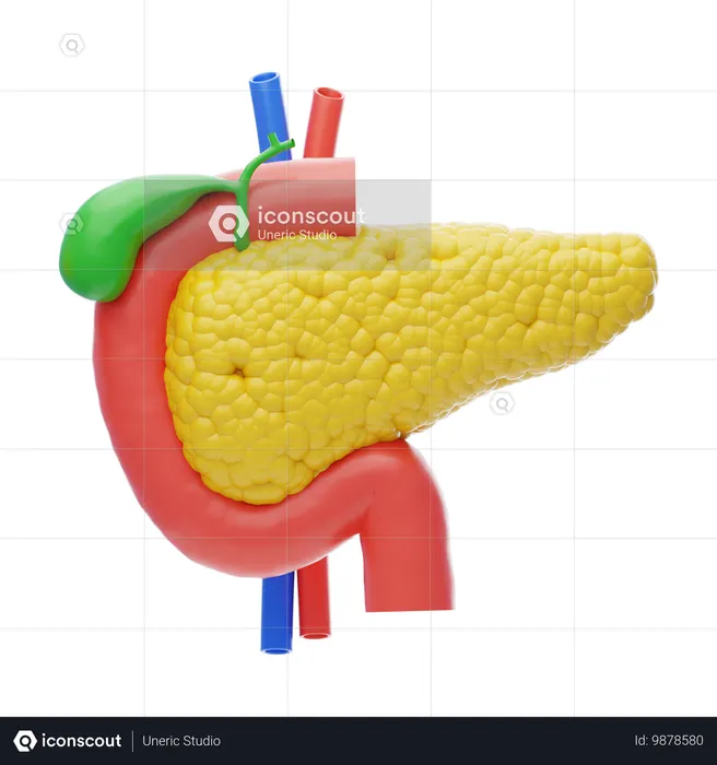 Pancreas  3D Icon
