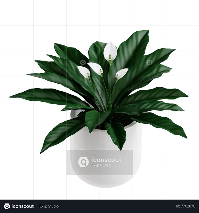 Peace Lily Plant  3D Icon
