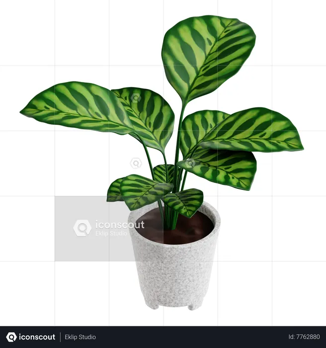 Peacock Plant  3D Icon
