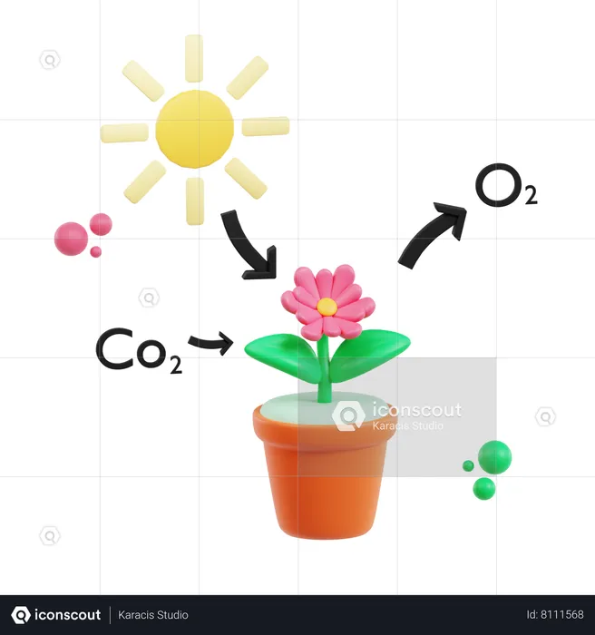 Photosynthesis  3D Icon