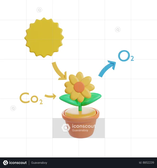 Photosynthesis cycle  3D Icon