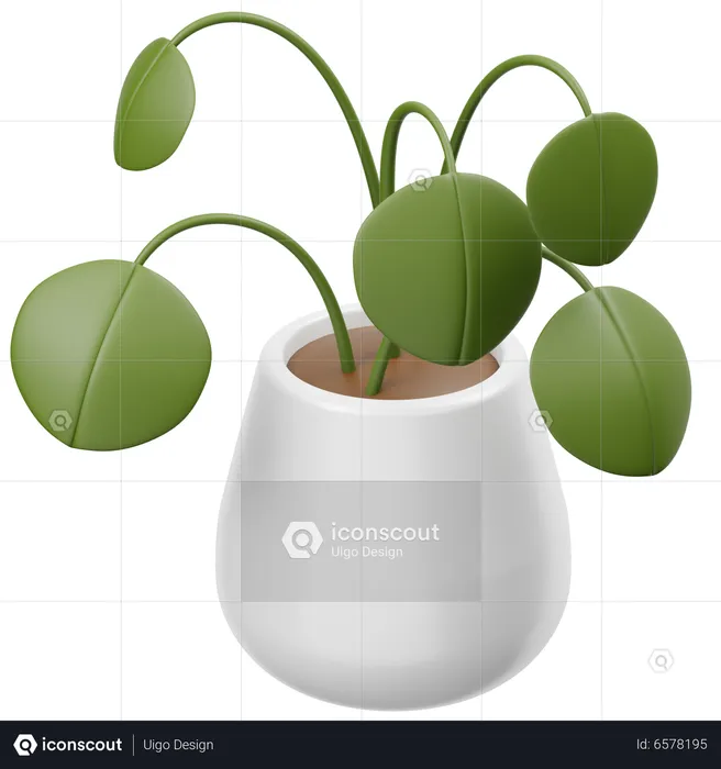 Pilea Peperomioides  3D Icon