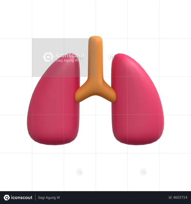 Poumons  3D Illustration