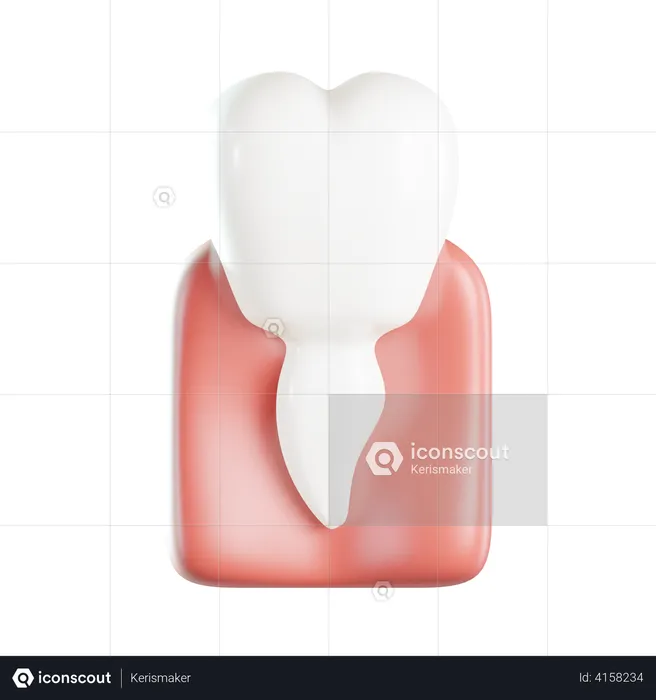 Premolar  3D Icon