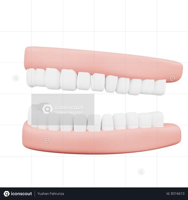 Dentier  3D Icon