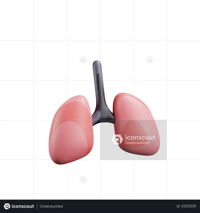 Pulmones  3D Illustration