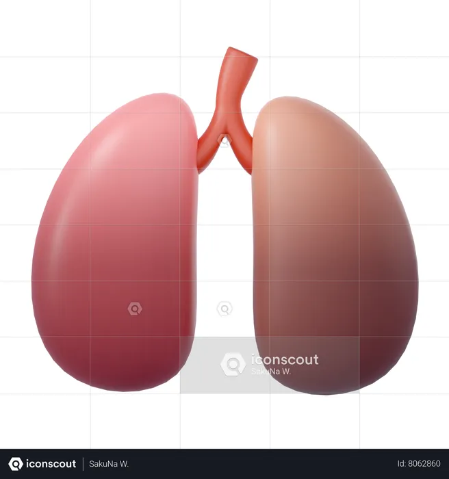 Pulmones humanos  3D Icon