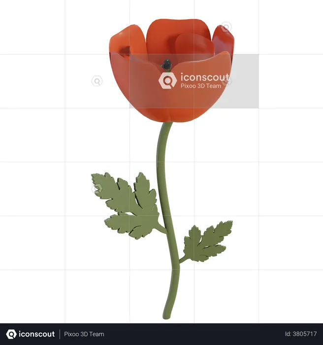 Red Poppy Flower  3D Illustration