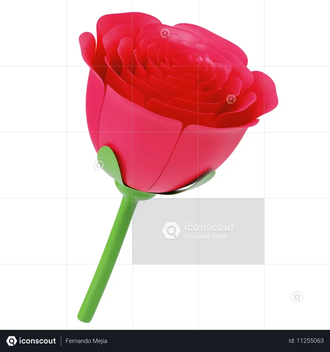 Rosa  3D Icon