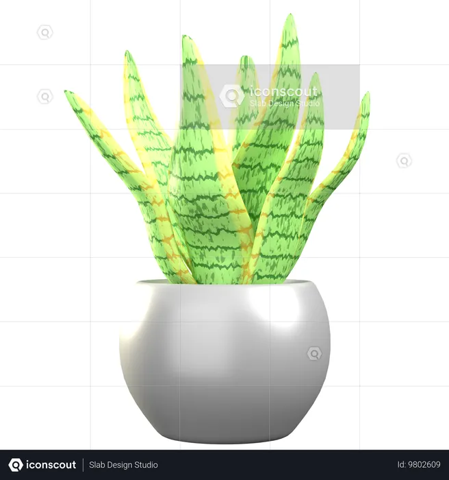 Sansevieria  3D Icon