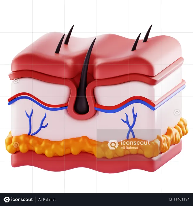Skin  3D Icon