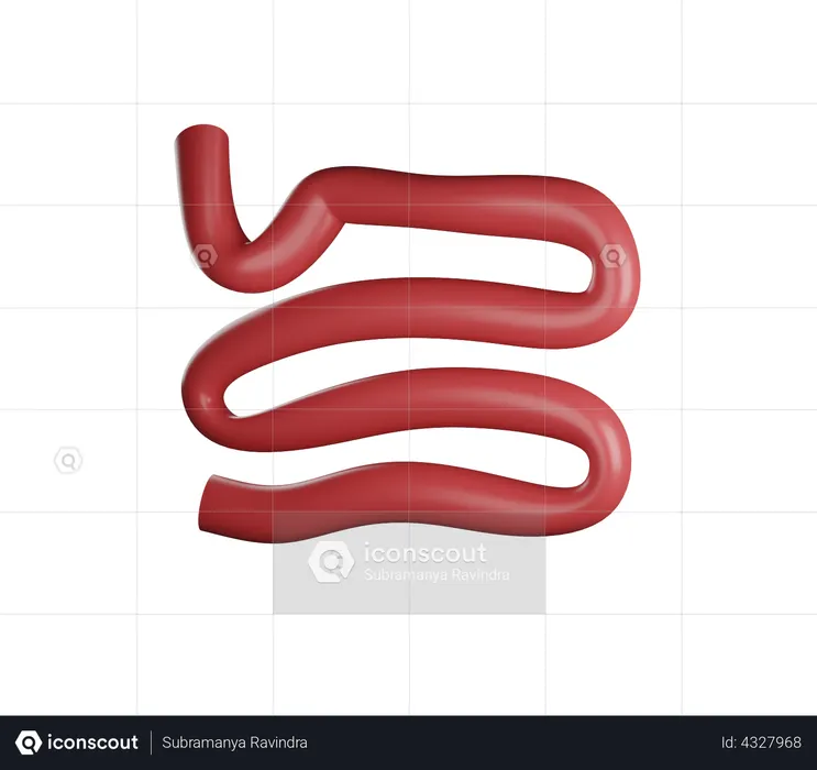Small Intestine  3D Illustration