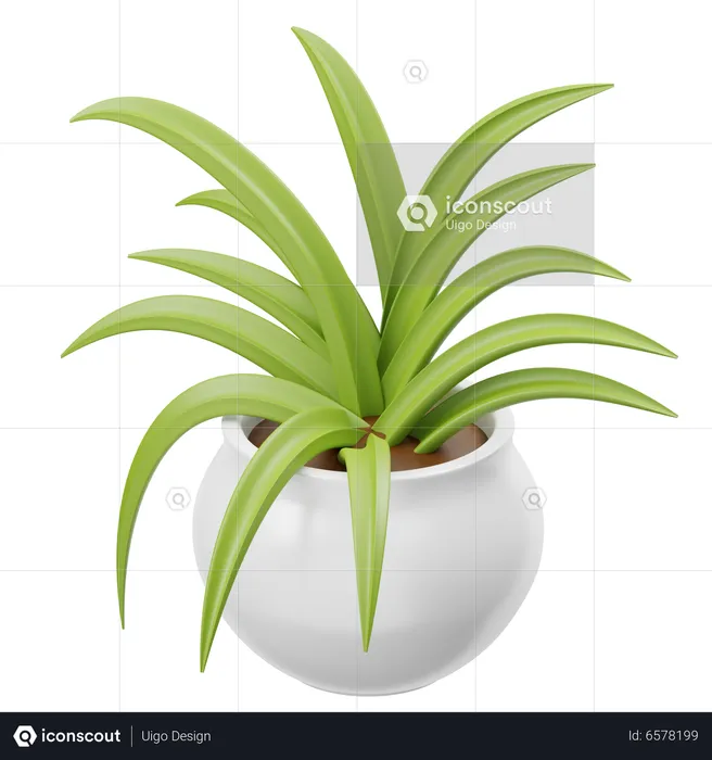 Spider Plant  3D Icon