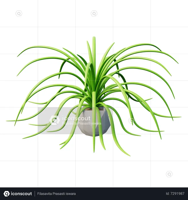 Spider Plant  3D Icon