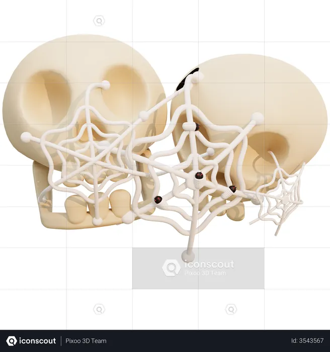 Spider Web On Skull  3D Illustration