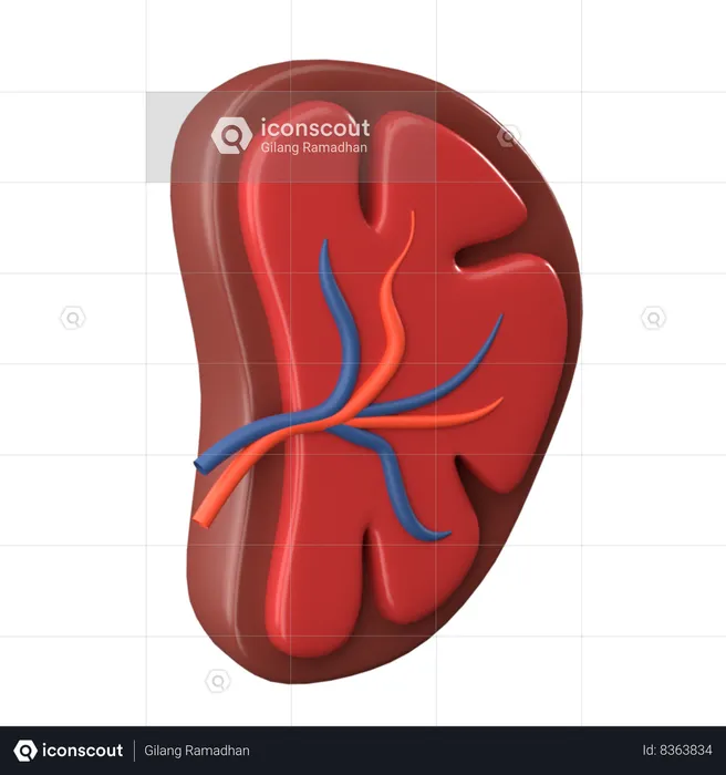 Spleen  3D Icon