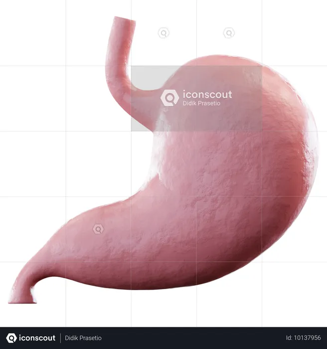 Stomach  3D Icon