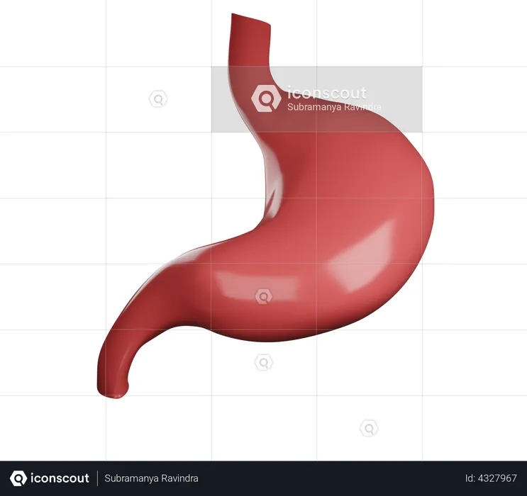 Stomach  3D Illustration