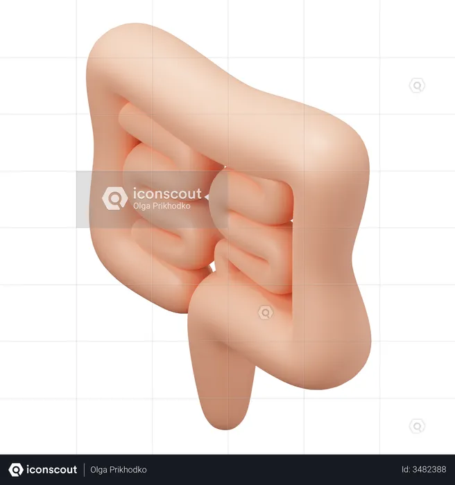 Stomach  3D Illustration