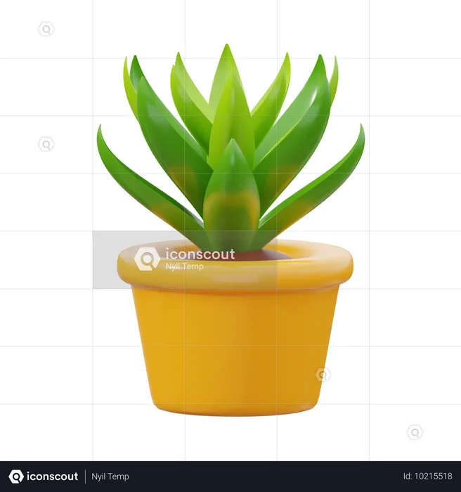 多肉植物  3D Icon