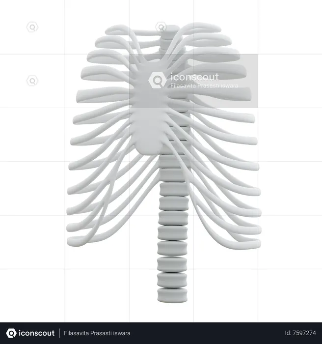 Thorax  3D Icon