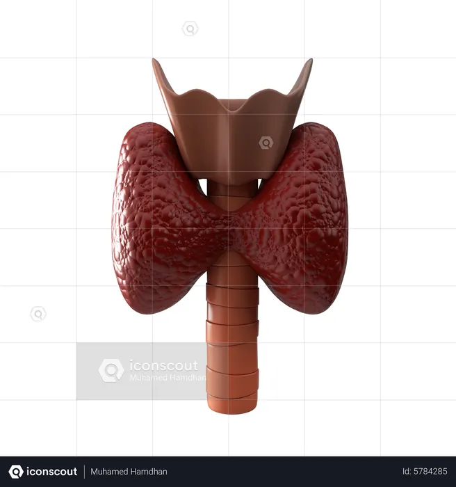 Thyroid Gland  3D Icon