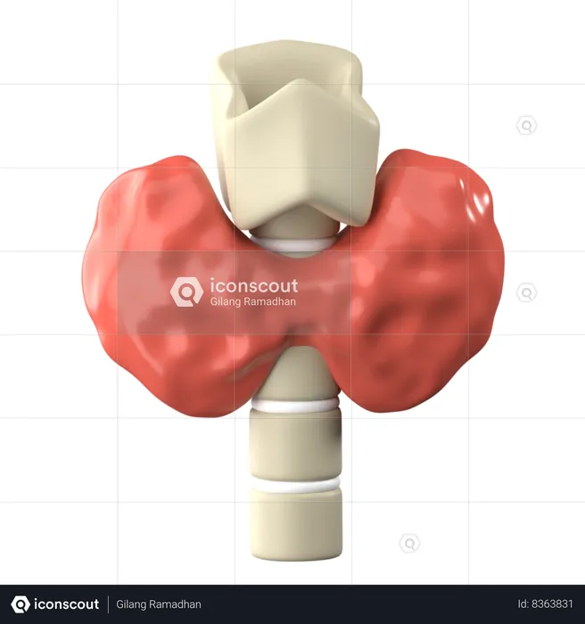 Tireoide  3D Icon