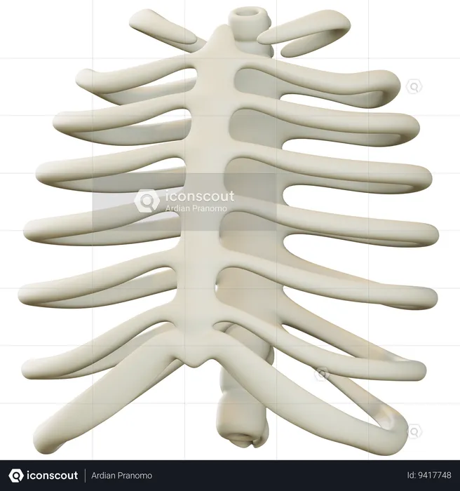 Torso Skeleton  3D Icon