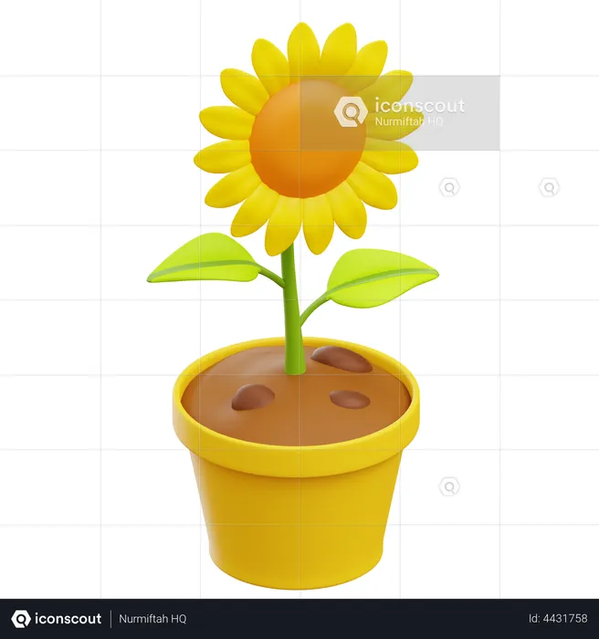 Tournesol  3D Illustration