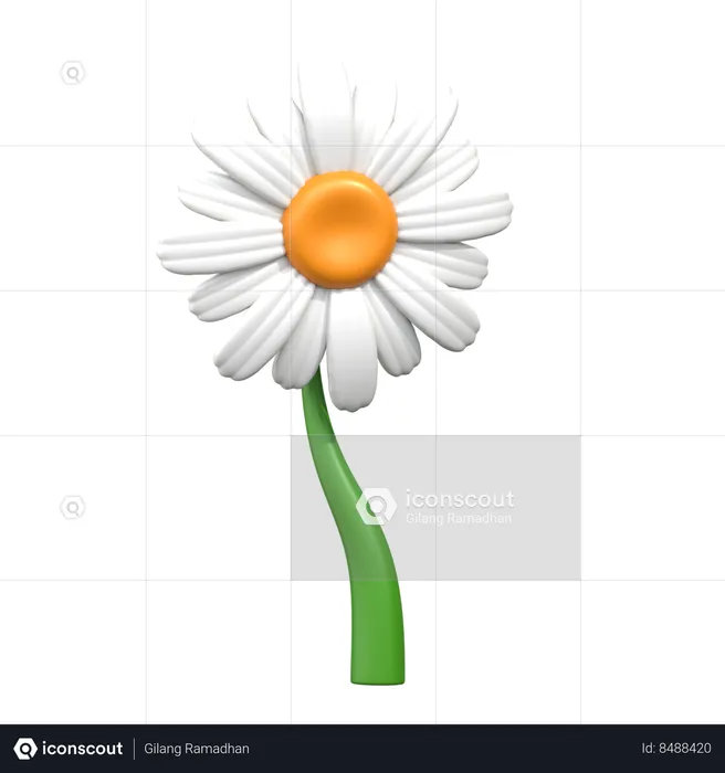 Transvaal Daisy Flower  3D Icon