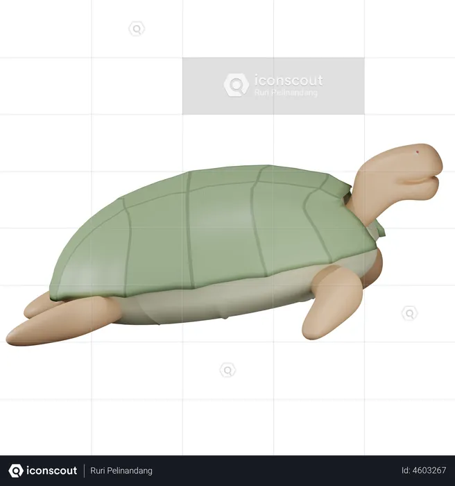 Turtle  3D Illustration