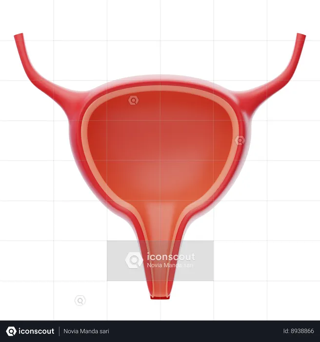 Urinary  3D Icon