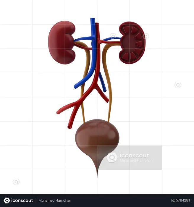 Urinary System  3D Icon