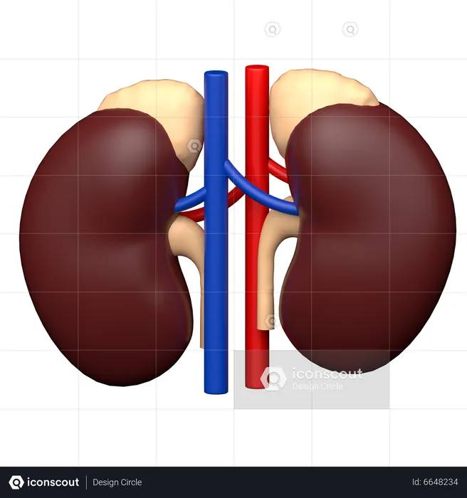 Urology  3D Icon