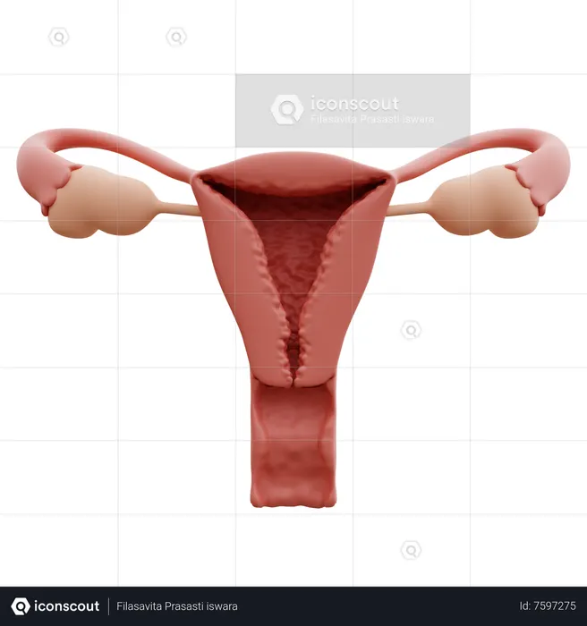 Uterus  3D Icon