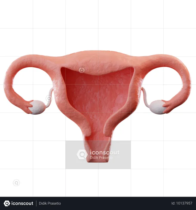 Uterus  3D Icon