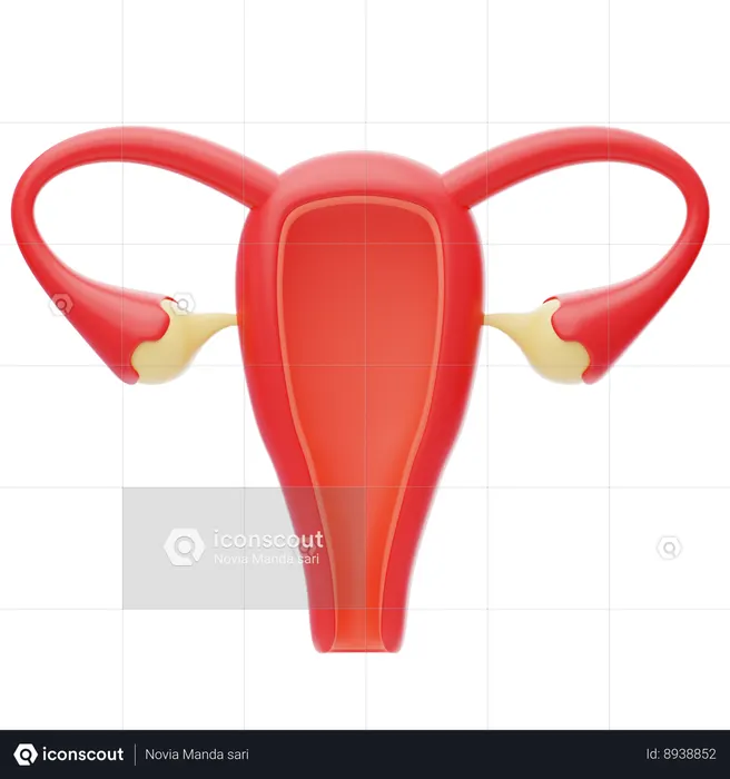 Uterus  3D Icon
