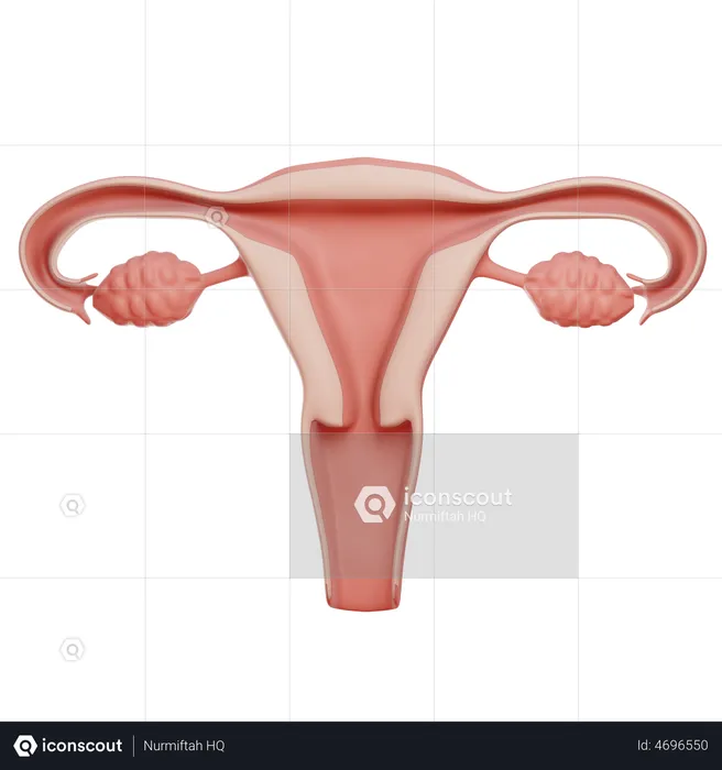Vagina  3D Illustration