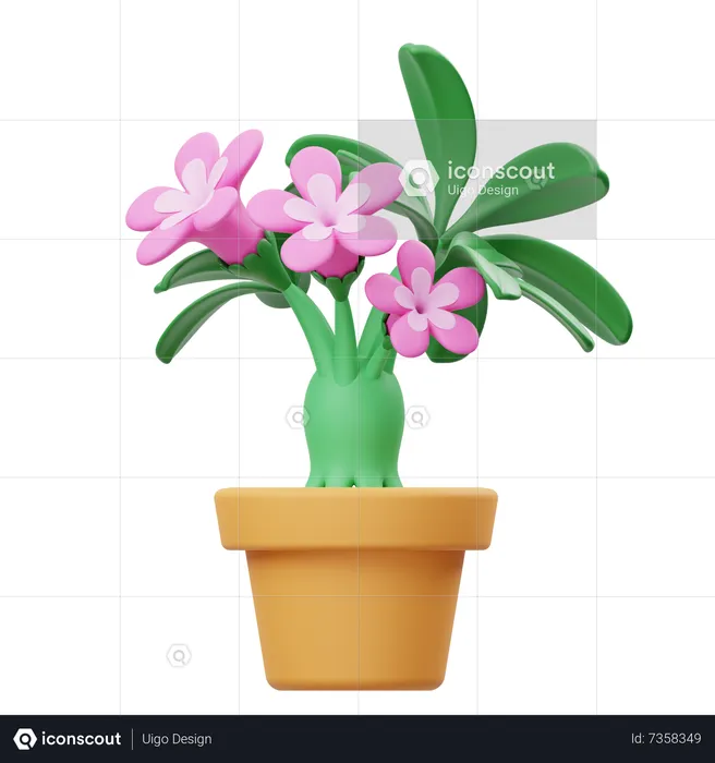 Vaso de flores de adênio  3D Icon