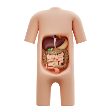 Abdomen  3D Icon