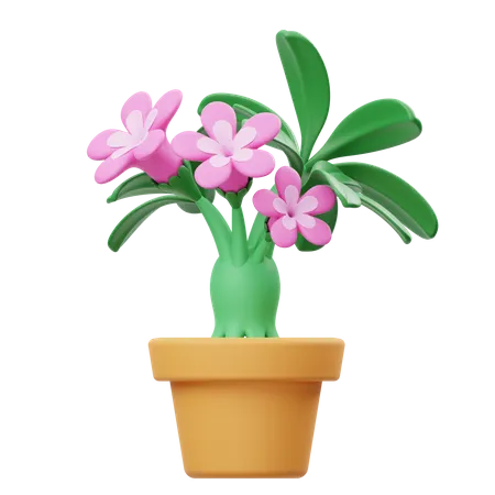 Adenium Flower Pot  3D Icon