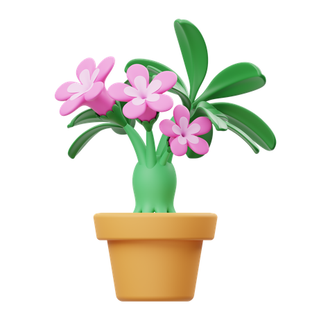 Maceta de adenium  3D Icon