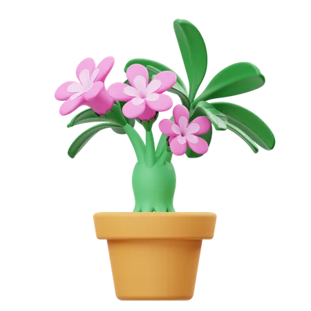 Maceta de adenium  3D Icon