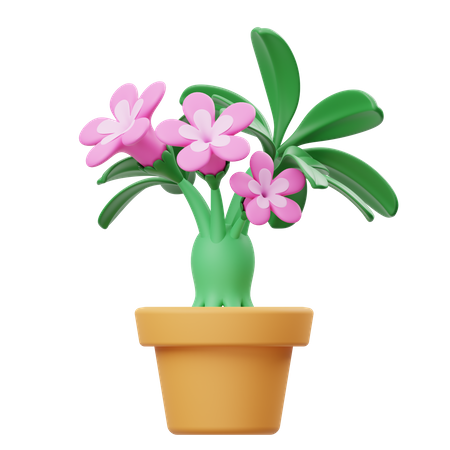 Pot de fleur d'adénium  3D Icon