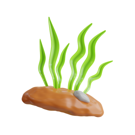 Algas marinhas  3D Icon