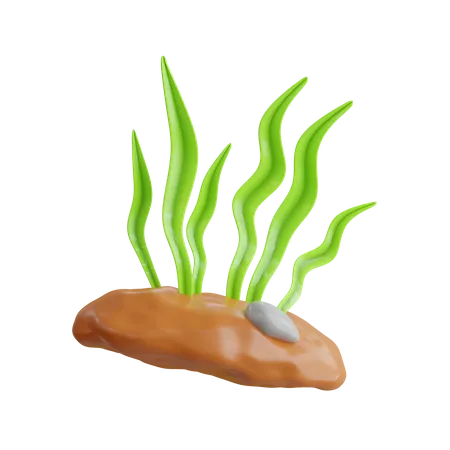 Algas marinhas  3D Icon